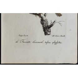 1830 - Hypolaïs polyglotte 