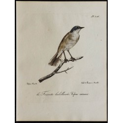 1830 - Fauvette babillarde 