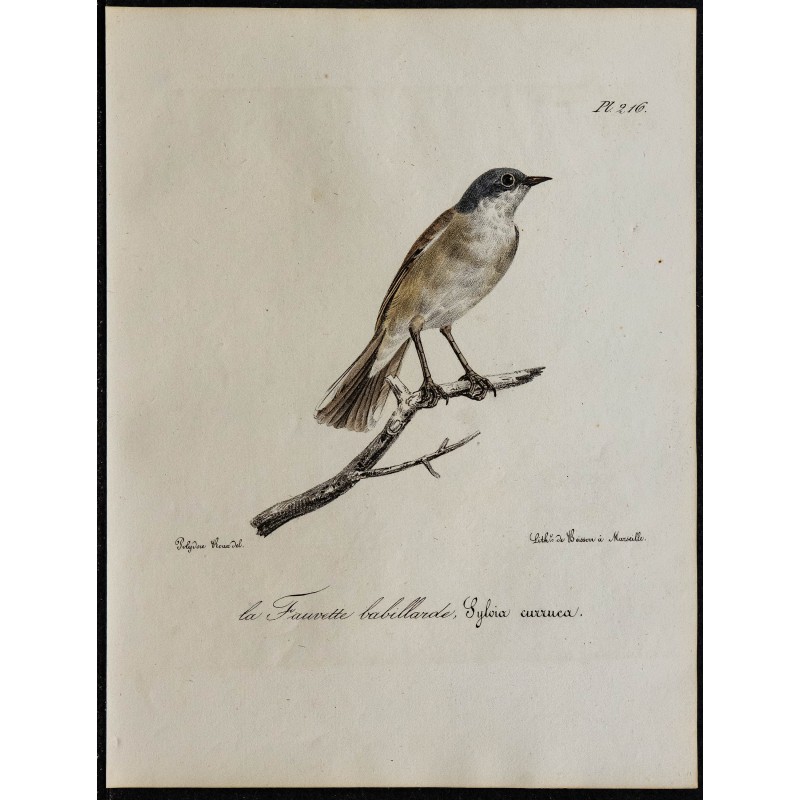 1830 - Fauvette babillarde 