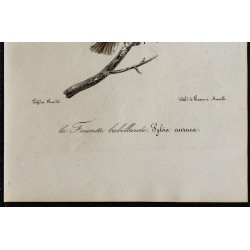 1830 - Fauvette babillarde 