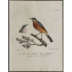 1830 - Fauvette de Moltoni 