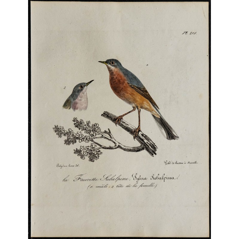 1830 - Fauvette de Moltoni 1830 - Fauvette de Moltoni