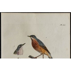 1830 - Fauvette de Moltoni 