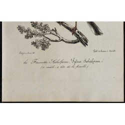 1830 - Fauvette de Moltoni 