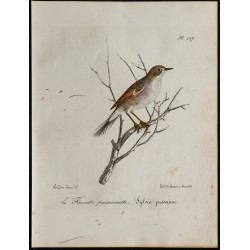 1830 - Fauvette passerinette 