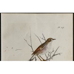 1830 - Fauvette passerinette 