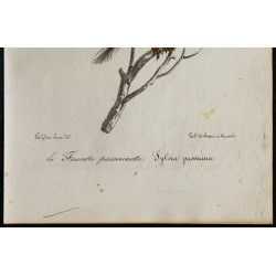 1830 - Fauvette passerinette 