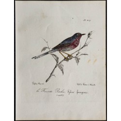 1830 - Fauvette pitchou 
