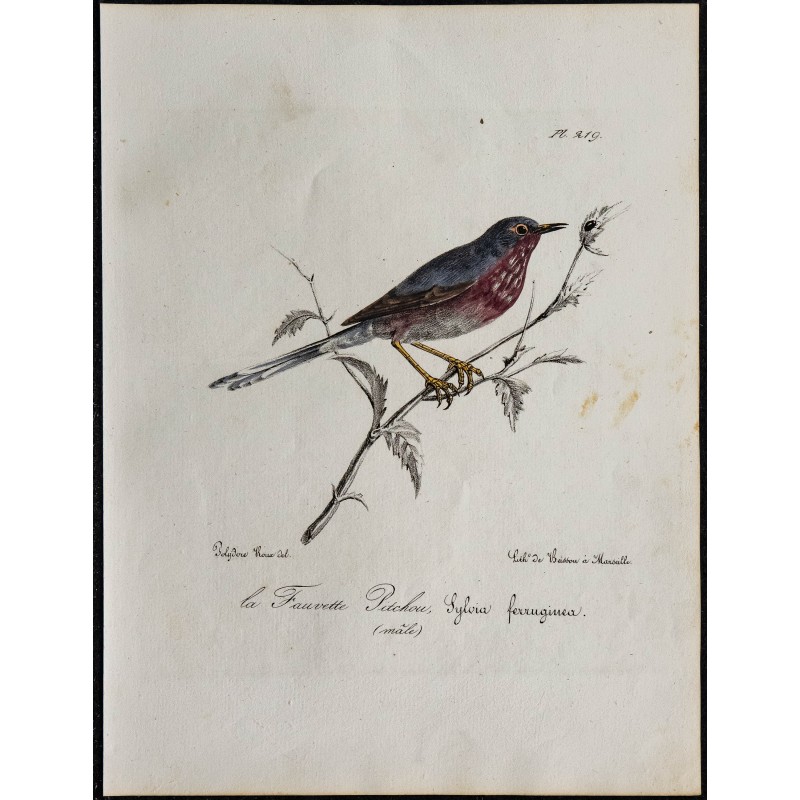 1830 - Fauvette pitchou 1830 - Fauvette pitchou