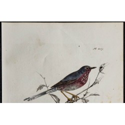 1830 - Fauvette pitchou 