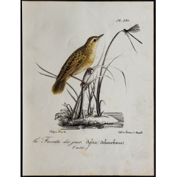 1830 - Phragmite des joncs 