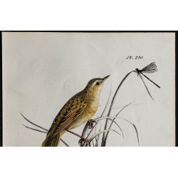 1830 - Phragmite des joncs 