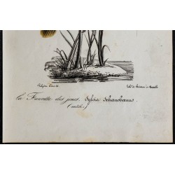 1830 - Phragmite des joncs 
