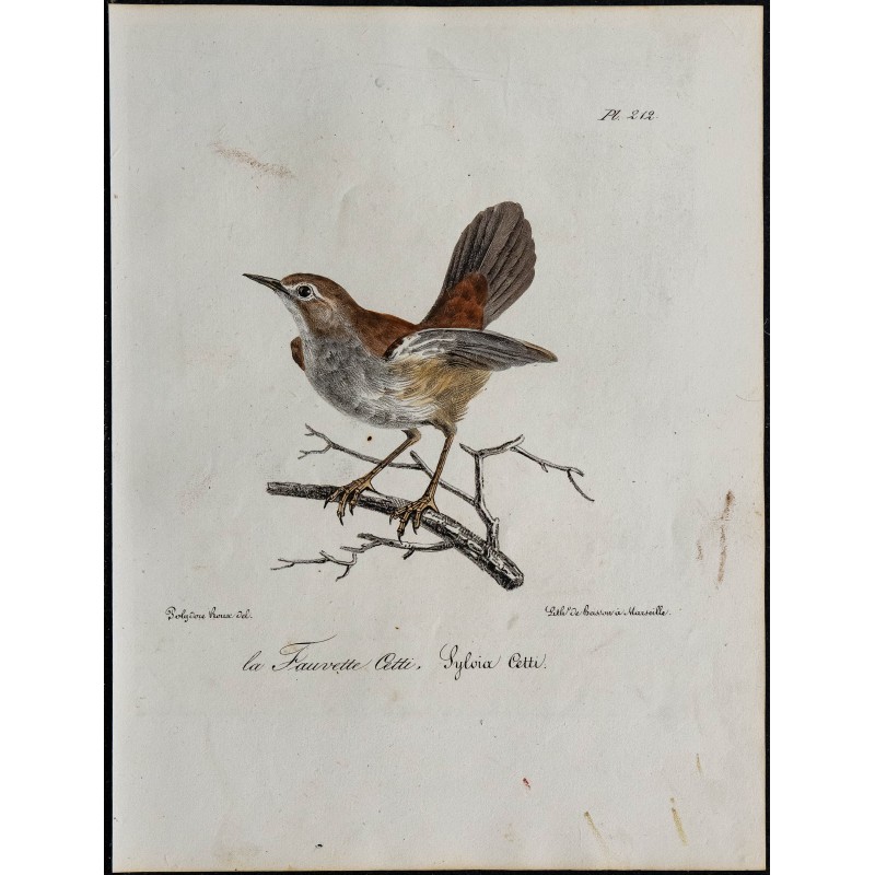 1830 - Bouscarle de Cetti 1830 - Bouscarle de Cetti