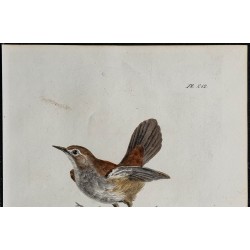 1830 - Bouscarle de Cetti 