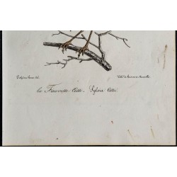 1830 - Bouscarle de Cetti 