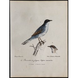 1830 - Fauvette sarde 