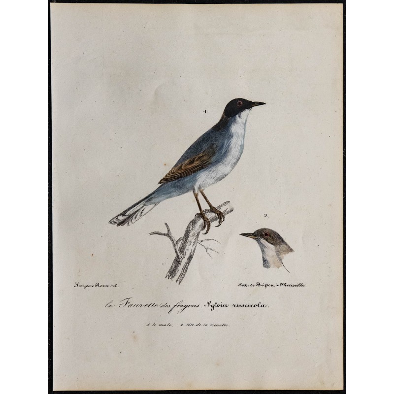 1830 - Fauvette sarde 1830 - Fauvette sarde