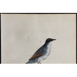 1830 - Fauvette sarde 