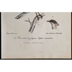 1830 - Fauvette sarde 