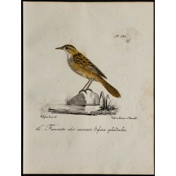 1830 - Phragmite aquatique 