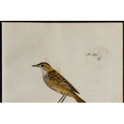 1830 - Phragmite aquatique 