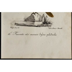 1830 - Phragmite aquatique 