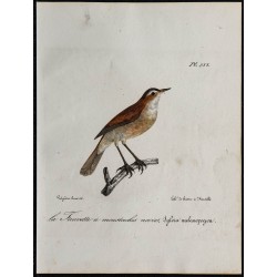 1830 - Fauvette sarde 