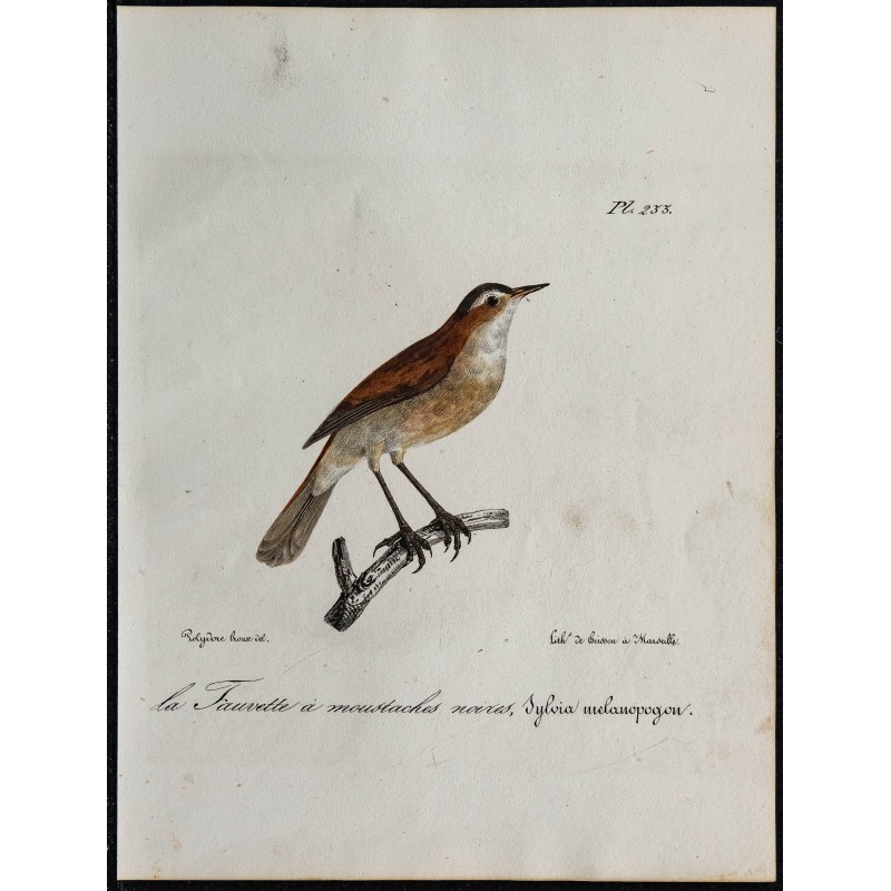 1830 - Fauvette sarde 1830 - Fauvette sarde