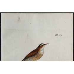 1830 - Fauvette sarde 