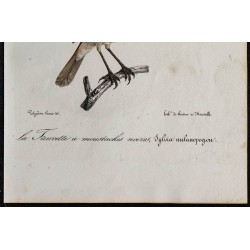 1830 - Fauvette sarde 