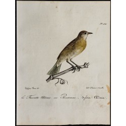 1830 - Fauvette des jardins 