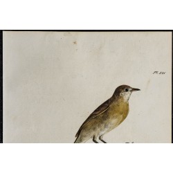 1830 - Fauvette des jardins 