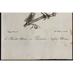 1830 - Fauvette des jardins 