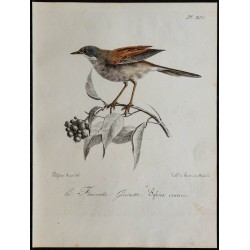 1830 - Fauvette grisette 