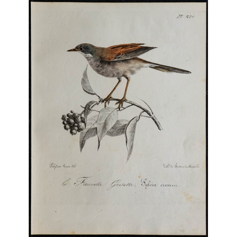 1830 - Fauvette grisette 1830 - Fauvette grisette