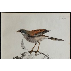 1830 - Fauvette grisette 
