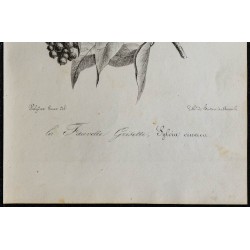 1830 - Fauvette grisette 