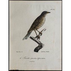 1830 - Fauvette épervière 