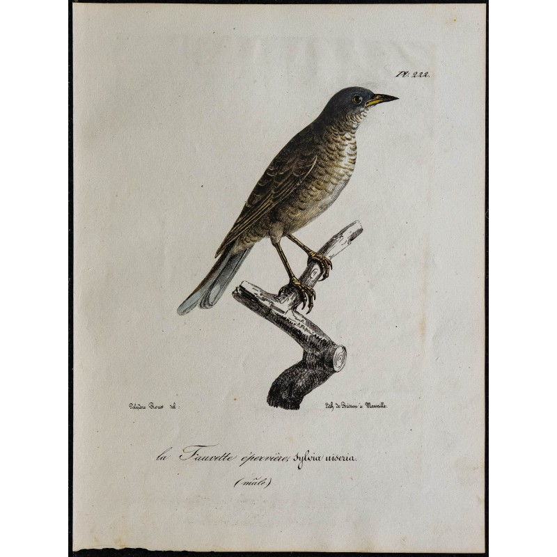 1830 - Fauvette épervière 1830 - Fauvette épervière