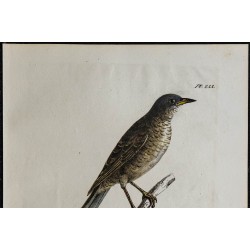 1830 - Fauvette épervière 