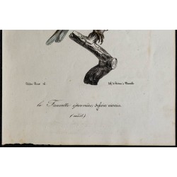 1830 - Fauvette épervière 