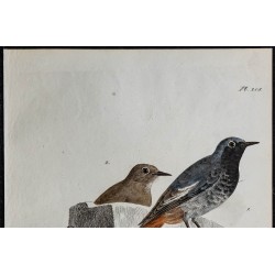 1830 - Rougequeue noir 