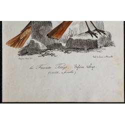 1830 - Rougequeue noir 