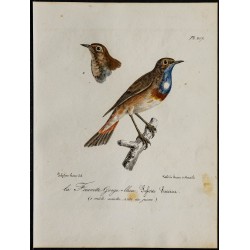 1830 - Gorgebleue à miroir 
