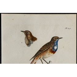 1830 - Gorgebleue à miroir 