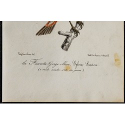 1830 - Gorgebleue à miroir 