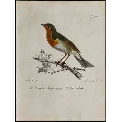 1830 - Rougegorge familier 