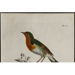 1830 - Rougegorge familier 
