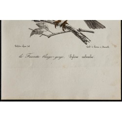 1830 - Rougegorge familier 
